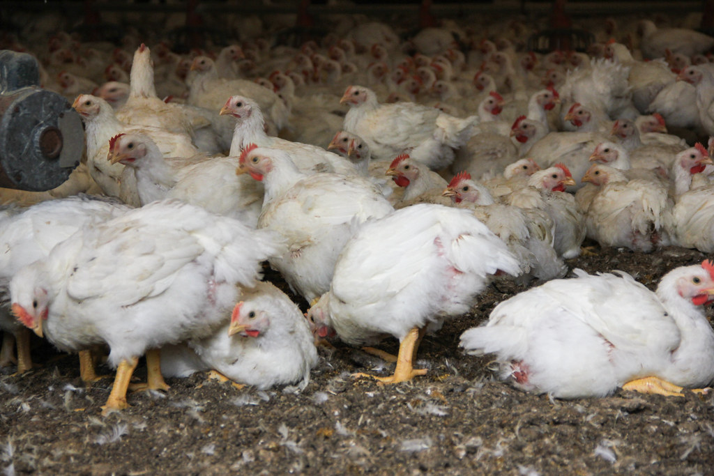 Protecting‍ Poultry from Avian Influenza.