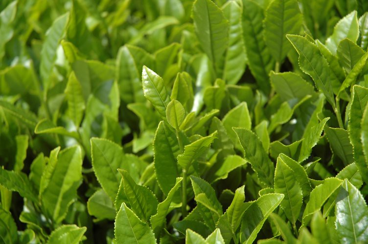 1. The Art of Creating Your‌ Own Mini Tea Garden: ⁤Cultivating Tea Plants for an Aromatic Home Harvest