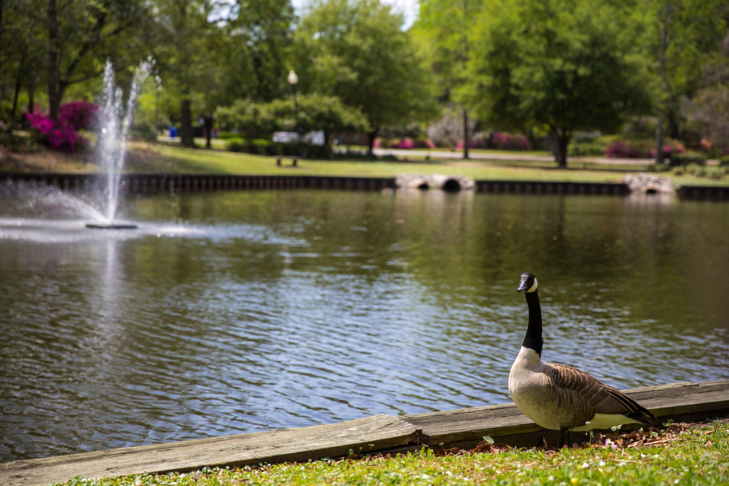 Unleashing Your Creativity: Innovative ​Design Ideas and‍ Essential Considerations for ‍Your Duck Pond