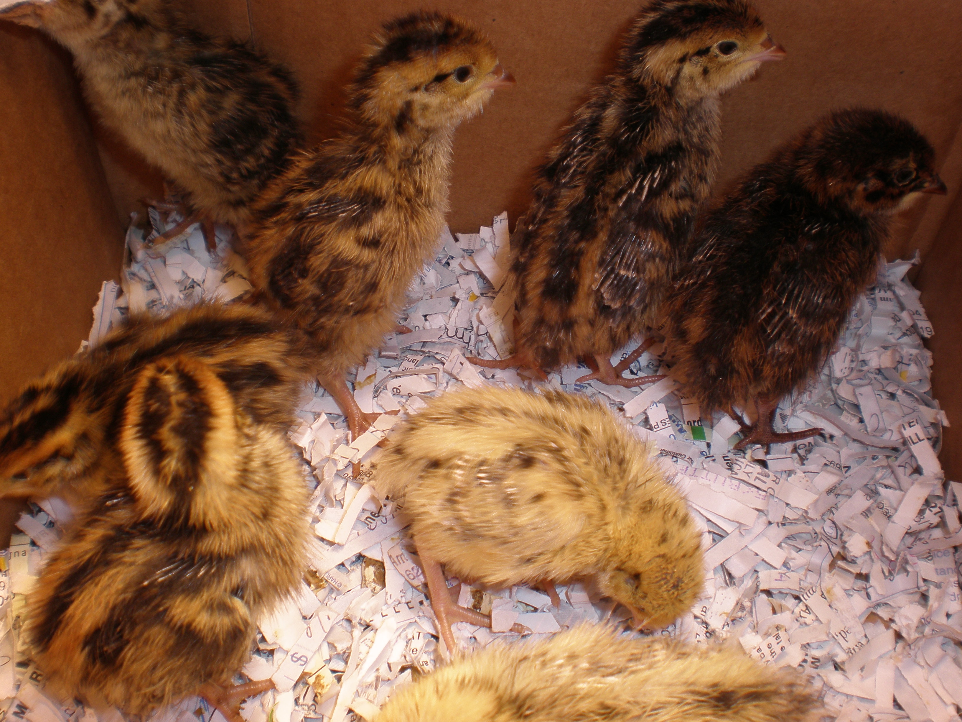 Neutral Heading: Essential ‍Factors and Practical ‌Tips for Establishing a Successful ‌Quail Farming ⁤Business