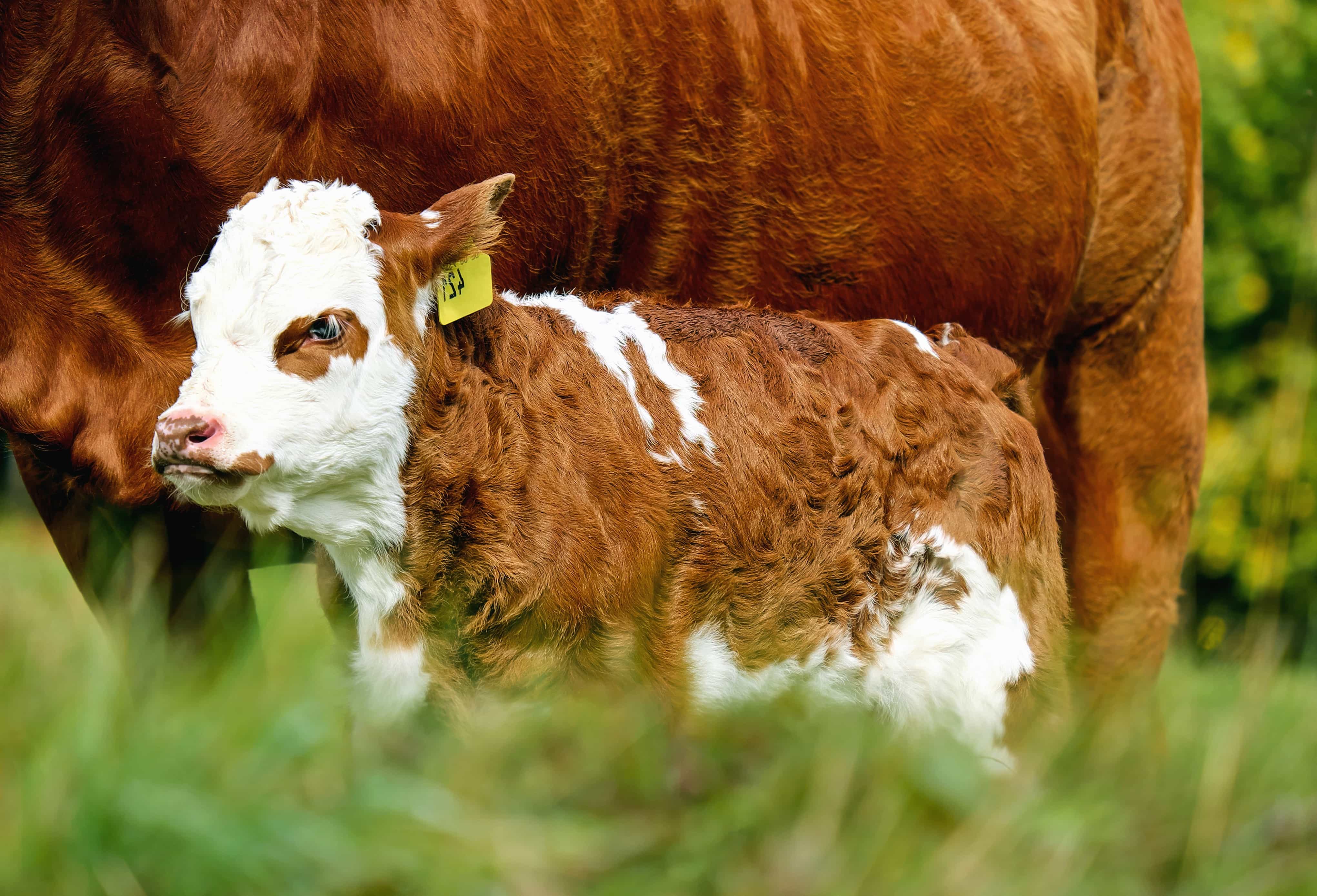 1. Cultivating Natural Immunity: Holistic Approaches ​to Preventing Livestock Illnesses