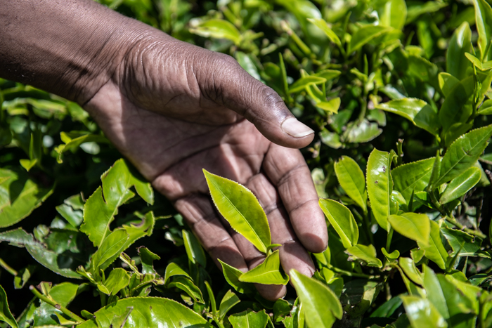 2. Unlocking the⁣ Secrets to Successful Tea Plant Growth: Essential⁢ Tips and Tricks to Ensure ‌Abundant Harvests