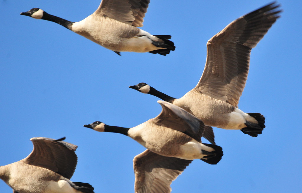 2. Creating a Harmonious Balance: Tips for Cultivating a ⁢Welcoming ⁣Habitat for Geese‌ in Your Backyard