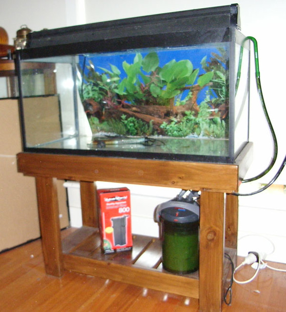 Creating a Serene Habitat: Essential Factors and Techniques for​ Maintaining a Healthy Home Fish Tank