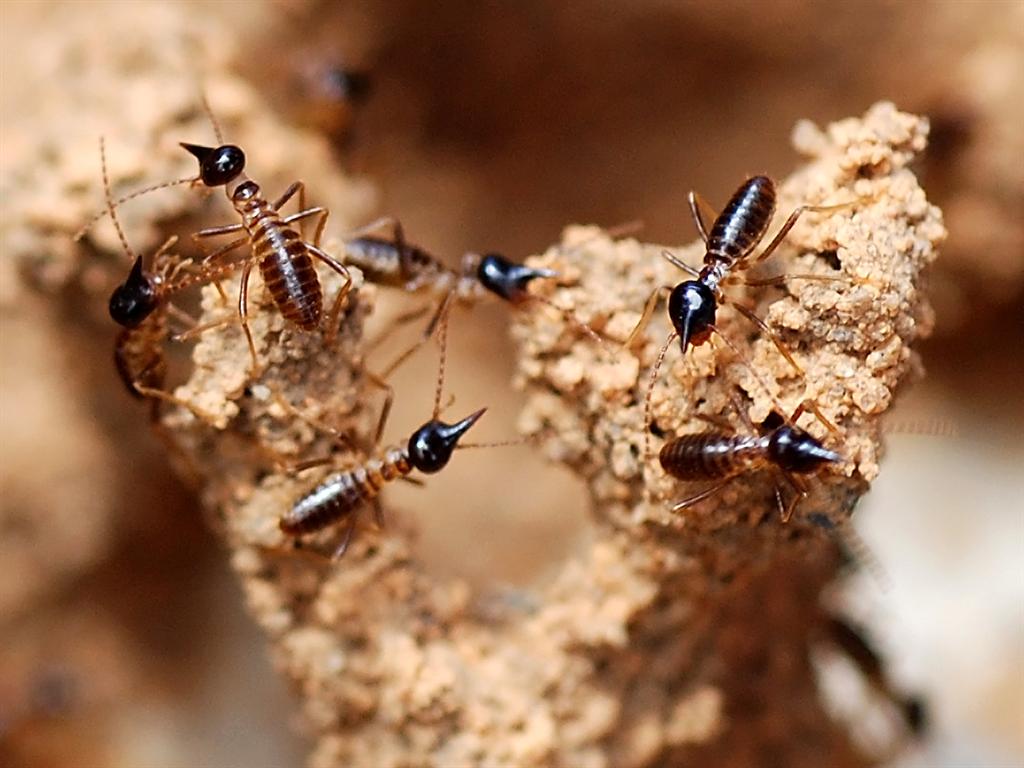 How to protect ​my home from termites?