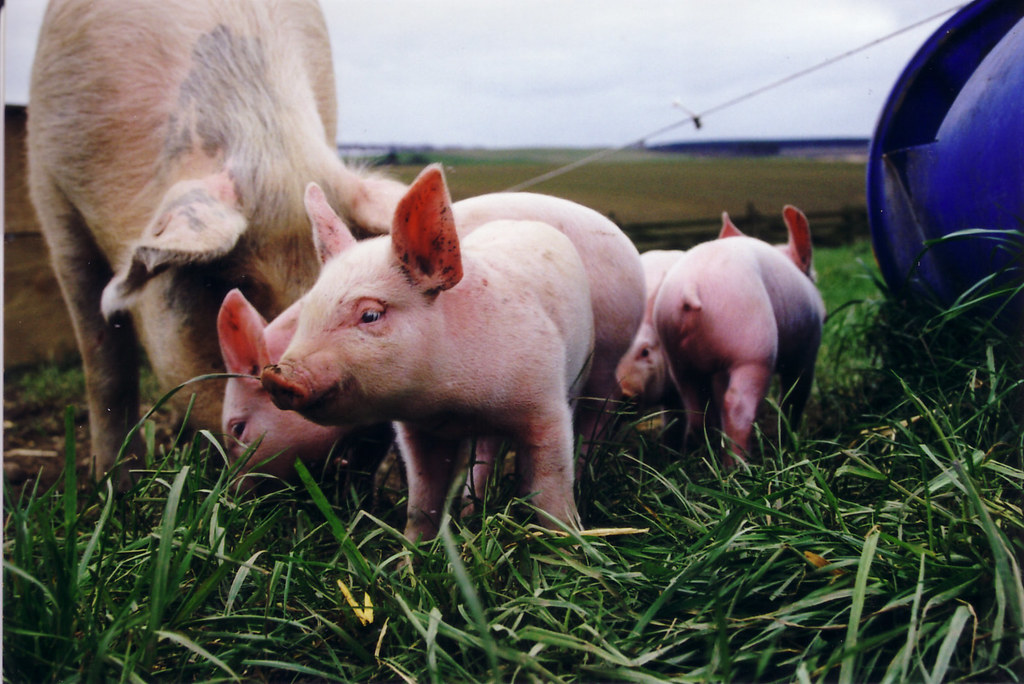 2. ⁣Enhancing Sustainability and Animal Welfare in Pig ⁣Farming: ⁢Promoting​ Ethical Practices, Optimal Nutrition, and Innovative Technologies