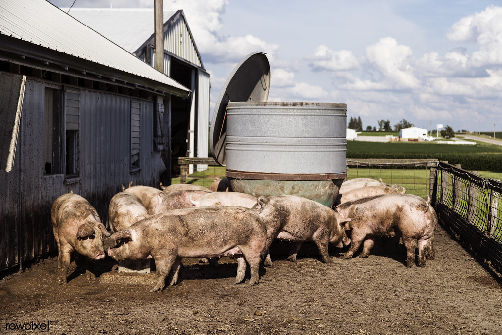 Pig Farming: An⁢ Overview.