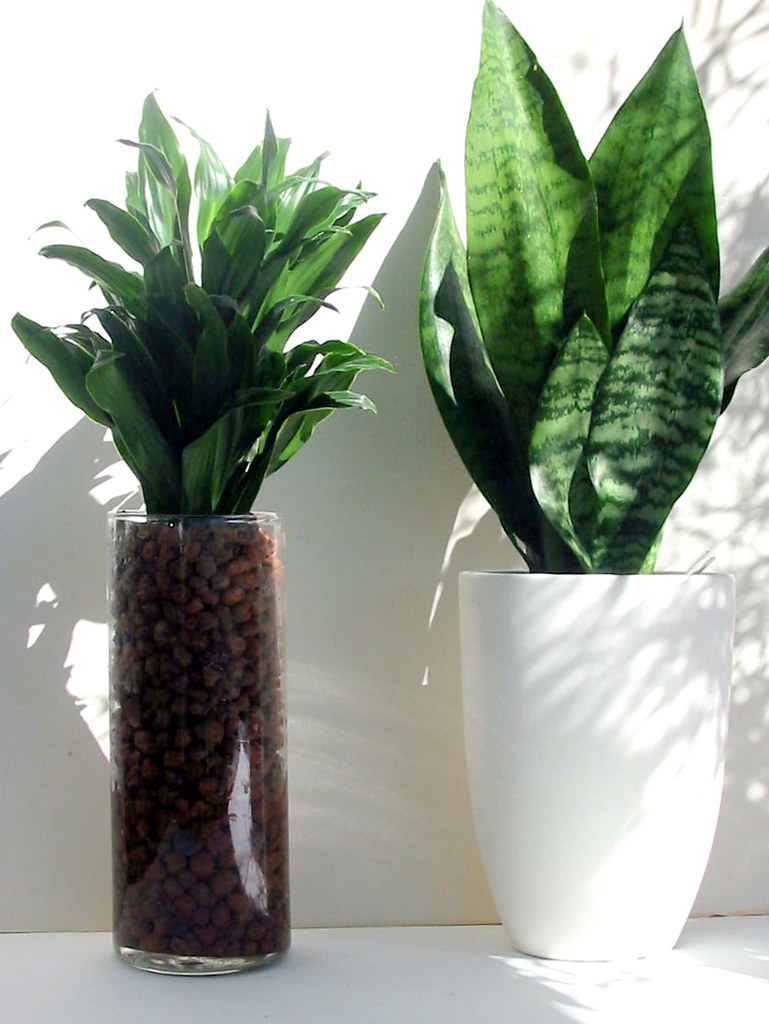 1. The⁢ Natural Air Purifiers: Uncovering ​the Top Houseplants‌ That​ Boost Indoor Air ⁢Quality