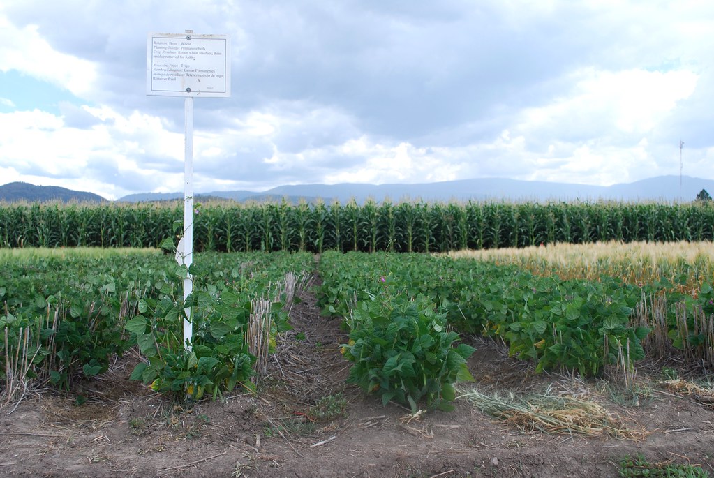 Optimizing Yield and Pest Control: Effective⁢ Strategies for Implementing Crop Rotation Techniques