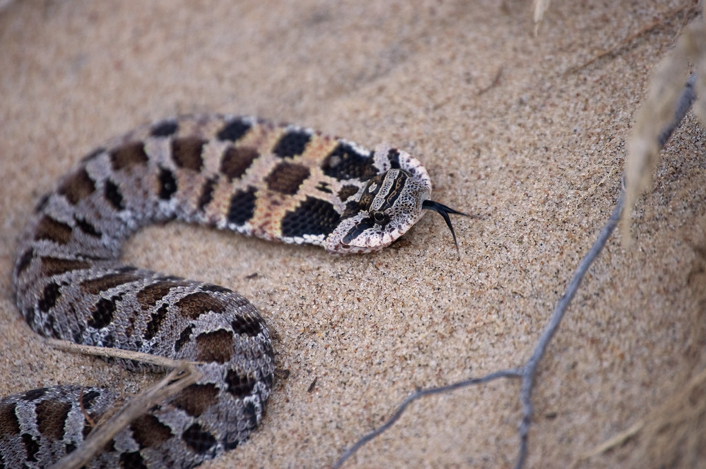 Safety First: Essential Guidelines for Handling Your Pet Snake
