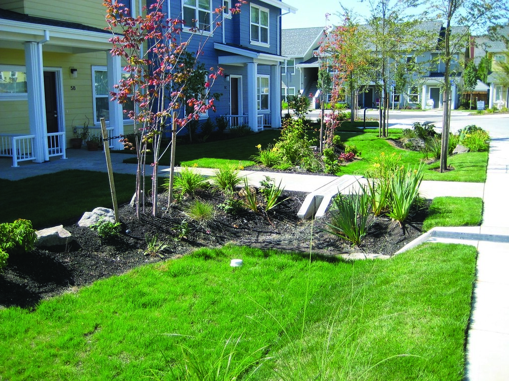 Plants for ‍a Rain Garden.