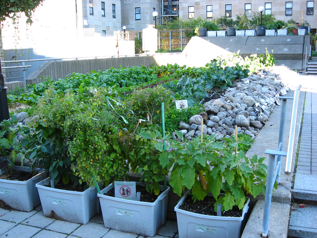 2. Nurturing Your Greens ‌in the⁤ Sky: Essential Tips ​and Best Practices‍ for Successful ⁣Rooftop⁣ Gardening
