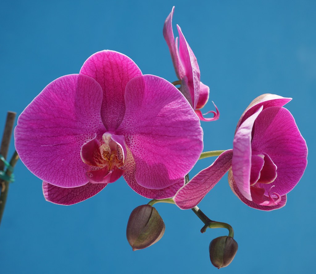 2. Orchid Enthusiasts' Guide: Indispensable Tips and Techniques for Flourishing⁣ Indoor Orchids