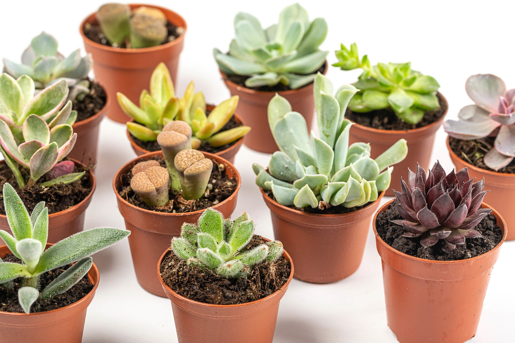 1. A Desert Symphony: Exploring the Diversity and Beauty of Succulents for Home Gardens