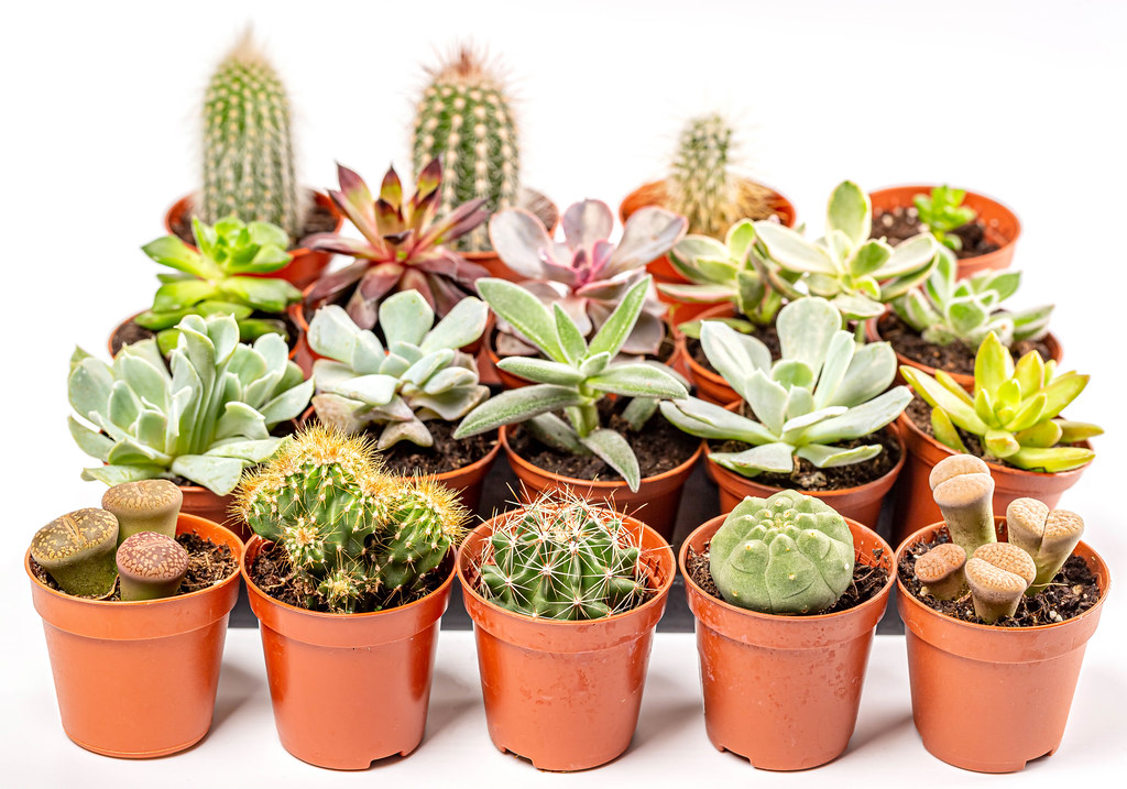 2. Stress-Free Solutions: Expert Recommendations for Thriving Succulents in your Home Garden