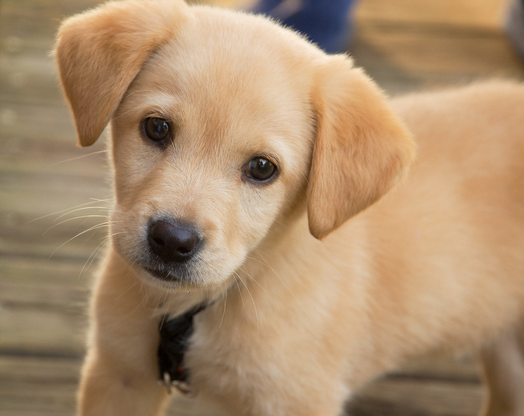 Step-by-Step Guide to Ensuring ​a ⁣Smooth Socialization Process for‌ Your New Puppy