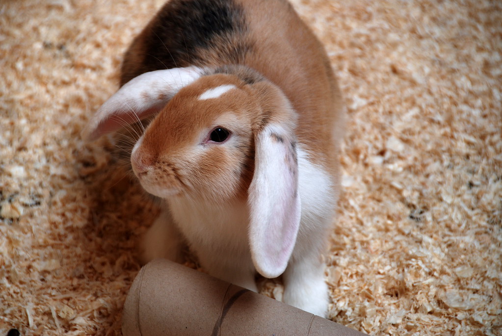 Heading 2:‌ Nurturing Healthy Connections: Essential Tips for Providing ‌Optimal Care, Nutrition, and Enrichment for Domesticated Rabbits