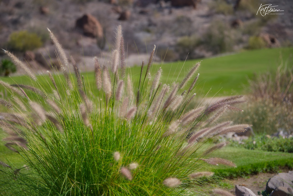 2.⁣ Flourishing All-Year Round: Expert Picks for Low-Maintenance and Versatile Ornamental Grasses