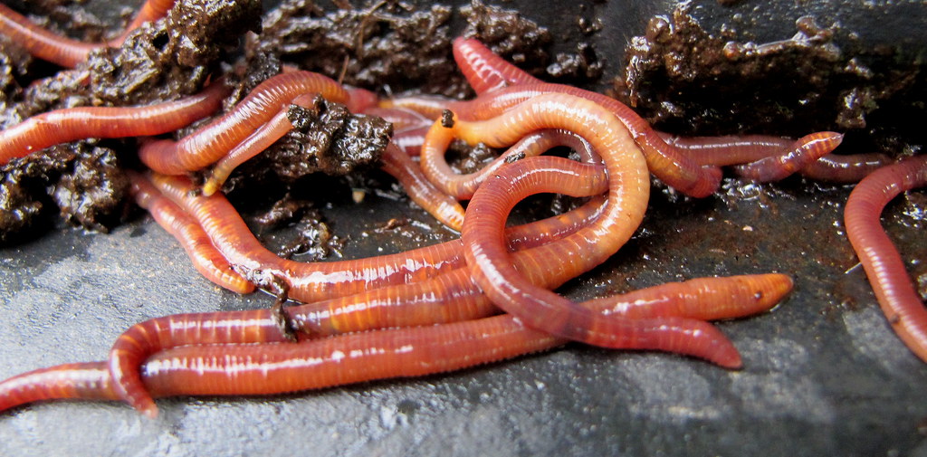 The Role ​of​ Worms in ⁤Composting and Soil Health.