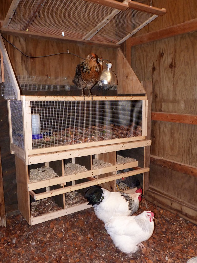 Small-Scale Avian Abodes: Crafting Compact DIY Brooders‍ for​ Chirpy ‍Chicks