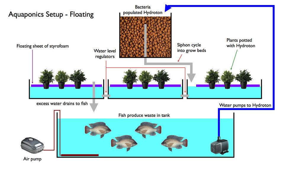 Introduction⁢ to Aquaponics: Combining ​Fish and‌ Plants.