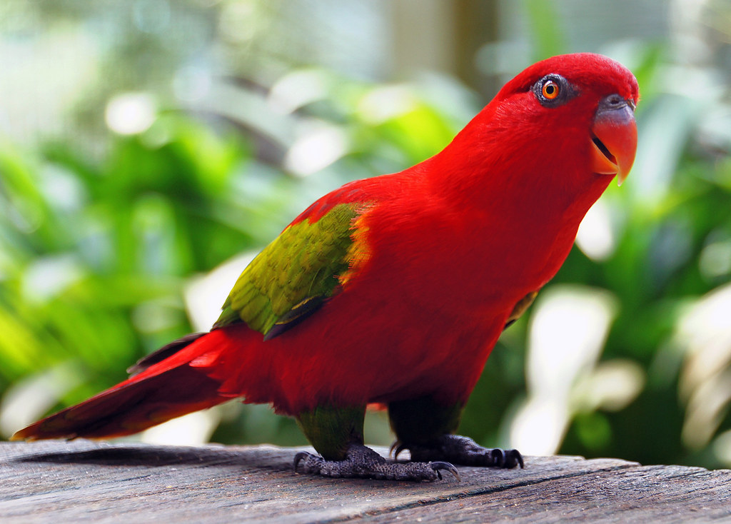 Building the ‍foundation for ⁤parrot speech: Techniques and strategies for teaching your parrot to talk