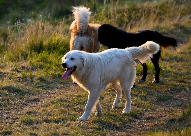 Using Livestock Guardian Dogs for Protection.