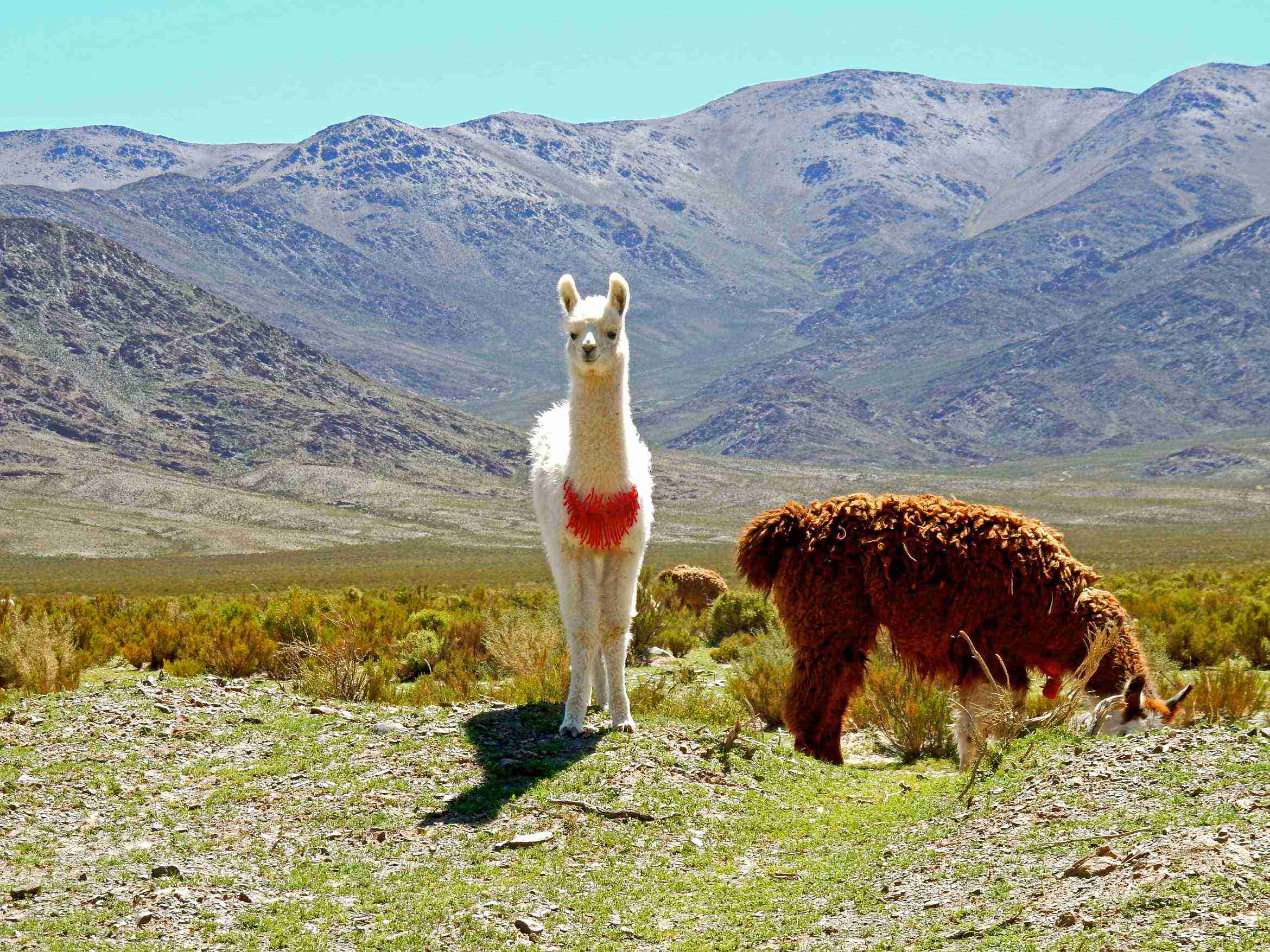 Benefits ​of⁢ Raising Alpacas and Llamas.