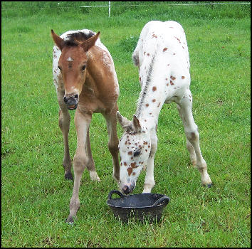 1. Nurturing ​the Foundation: Essential ‍Guidelines​ for Ensuring Optimal ​Health in Foals