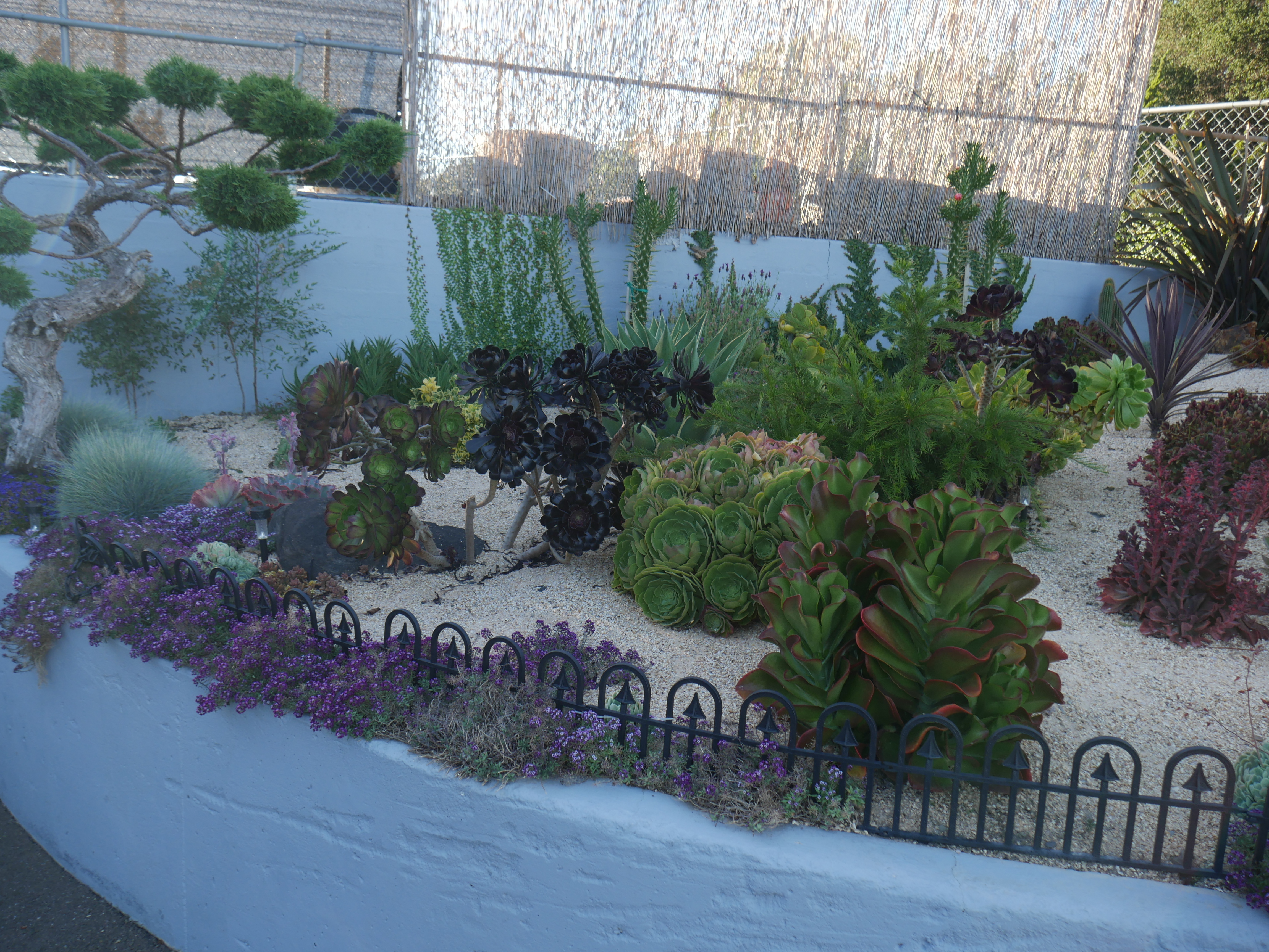 Drought-Tolerant Plants for ‌Sustainable Gardens.