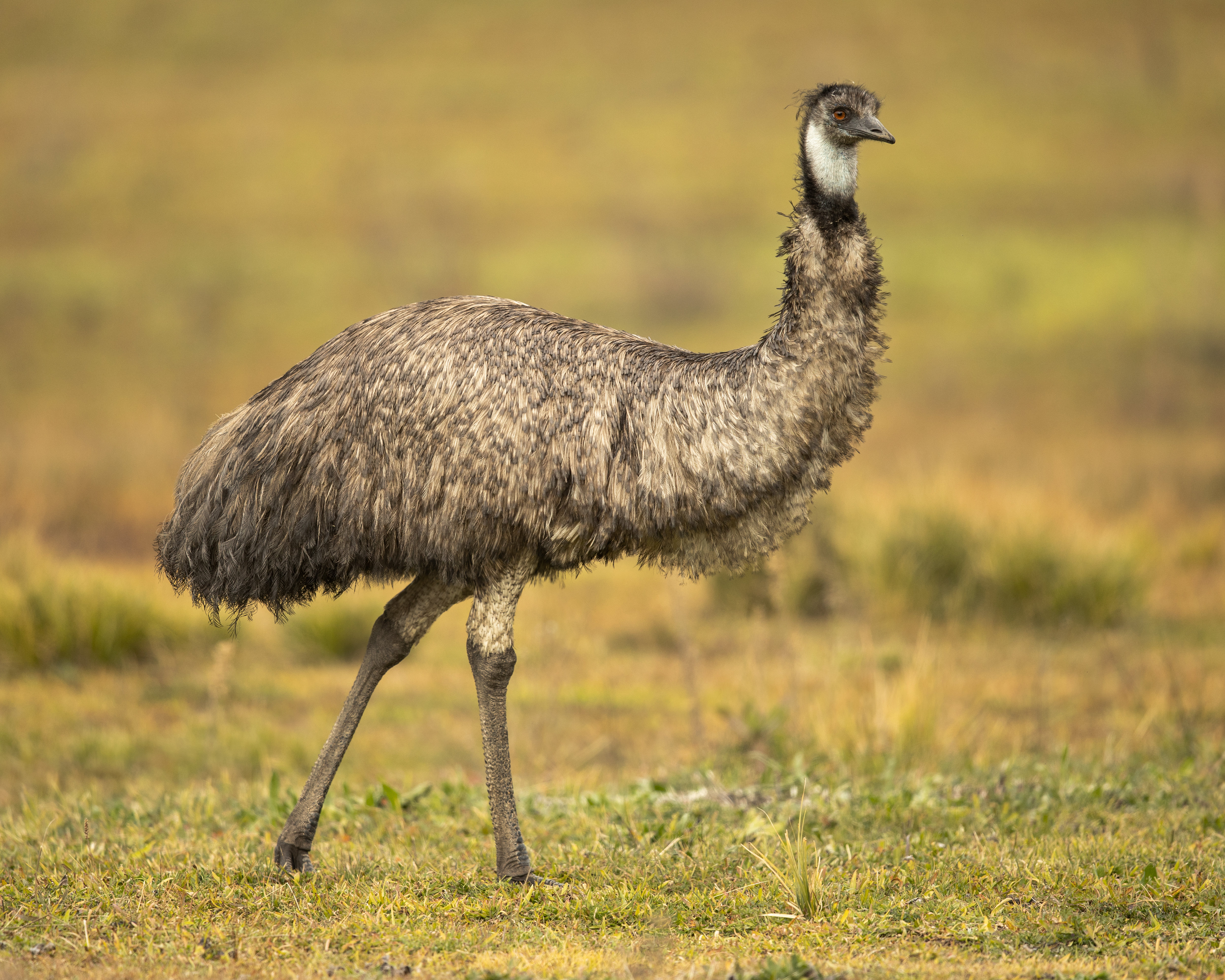 The Curious Story⁣ of Emus: ⁤An⁣ Enchanting‍ Introduction to Emu Farming