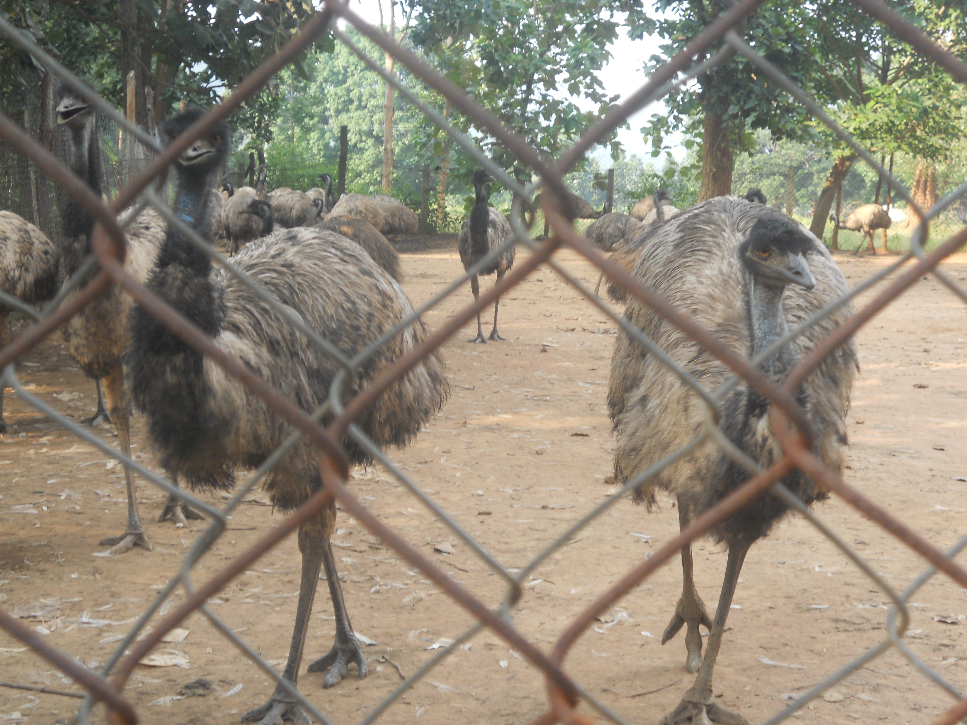 Unveiling the Secrets ‍of Successful Emu Farming: Expert Insights and Practical Recommendations