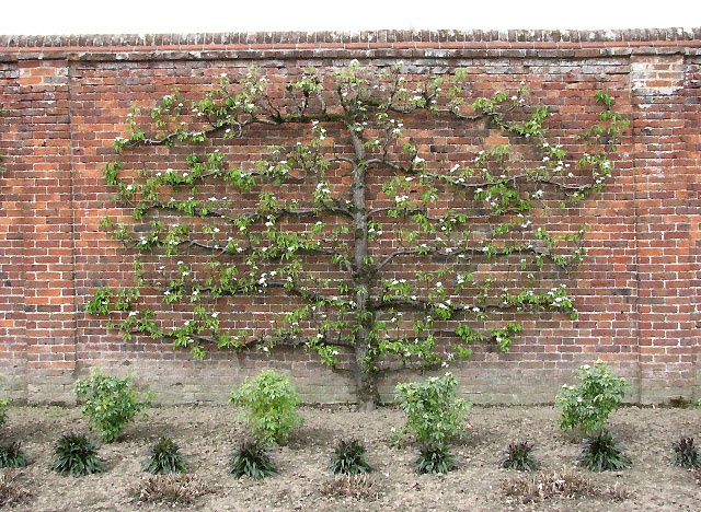 2. Exceptional Plant Selections and Proven ‍Techniques:⁣ Cultivating a Stunning Espalier Garden