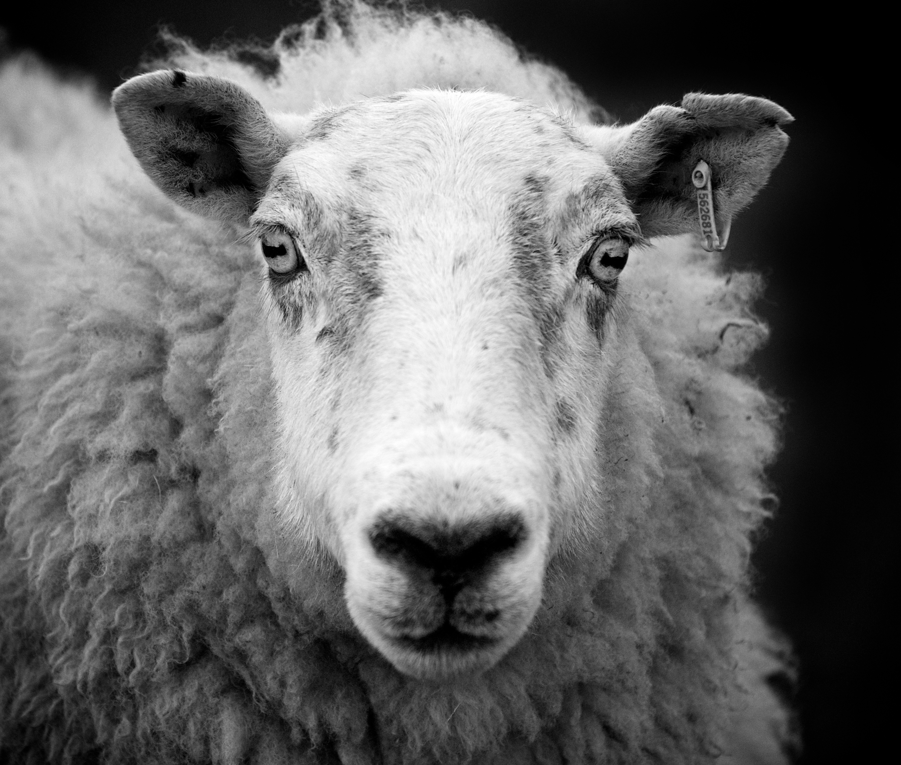 2. Nurturing the Flock: Essential Pre-Shearing Practices to Ensure Optimal Sheep Welfare