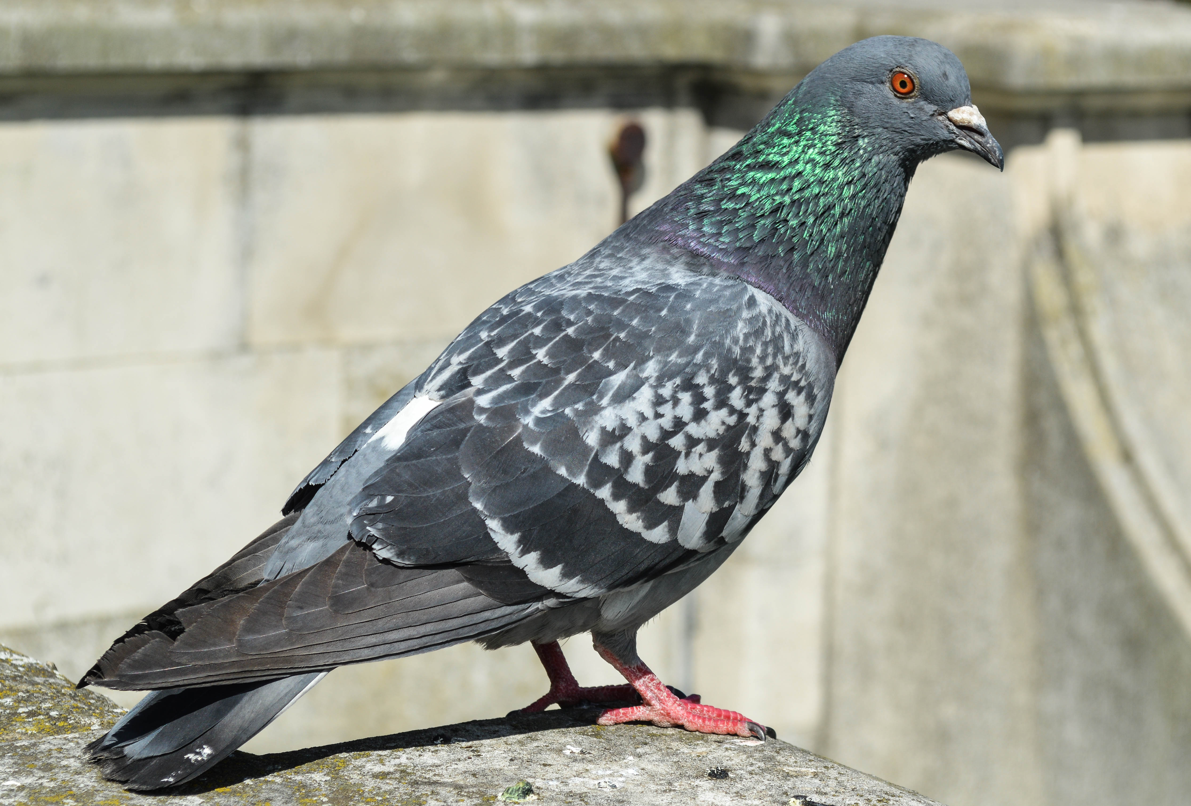 The Dos and Don'ts of Pigeon Rearing.