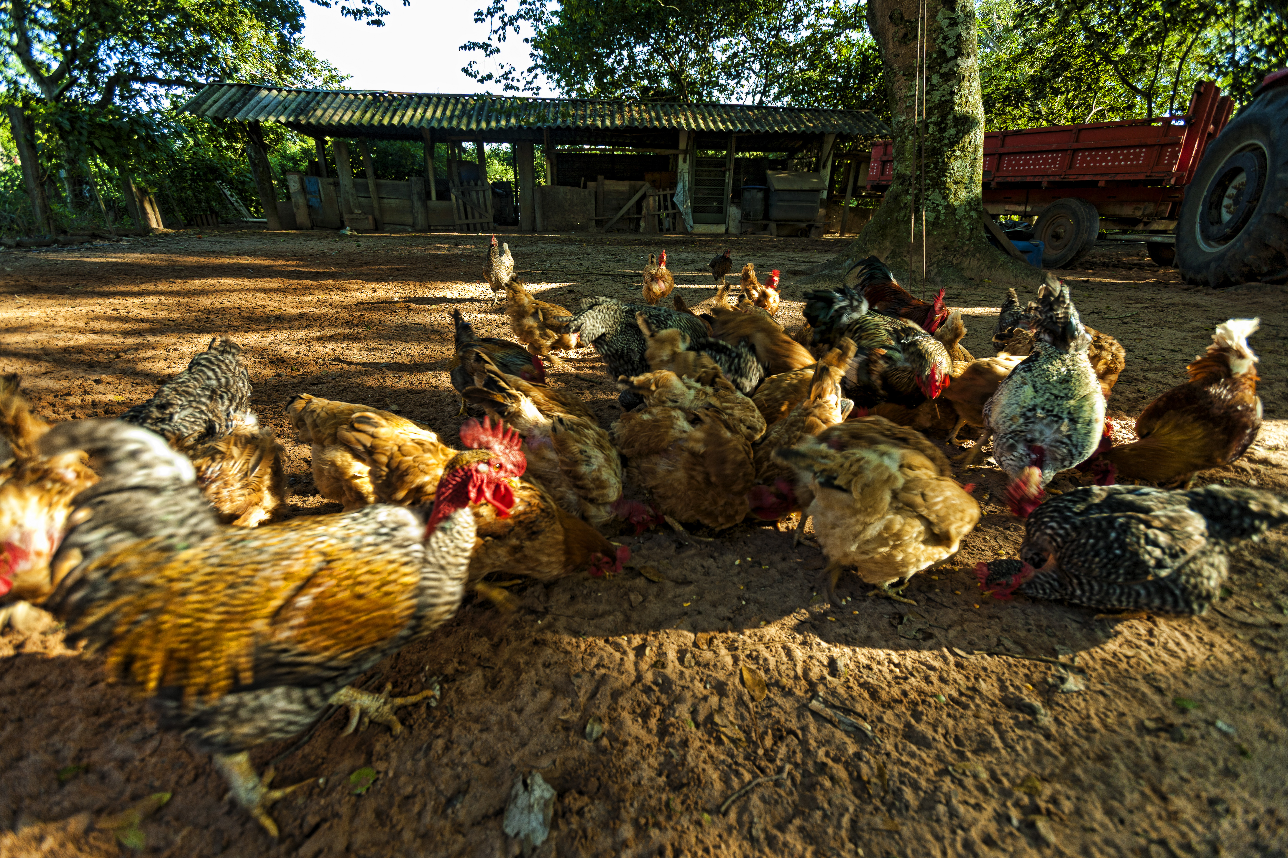 Benefits of ⁣Raising⁢ Free-Range Chickens.