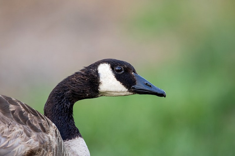 1. Embracing Nature's Pest Control: How Geese Keep Your Backyard Free from ‌Unwanted Intruders