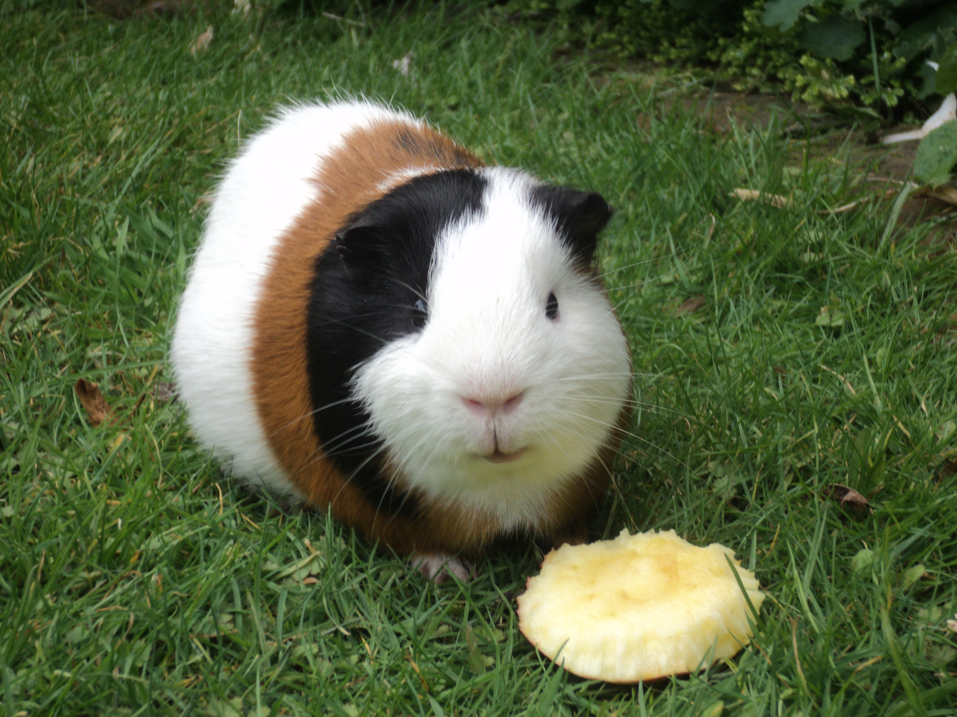 1.⁤ Nourish ⁤Your Furry Friend: A Wholesome Diet for a Happy Guinea Pig