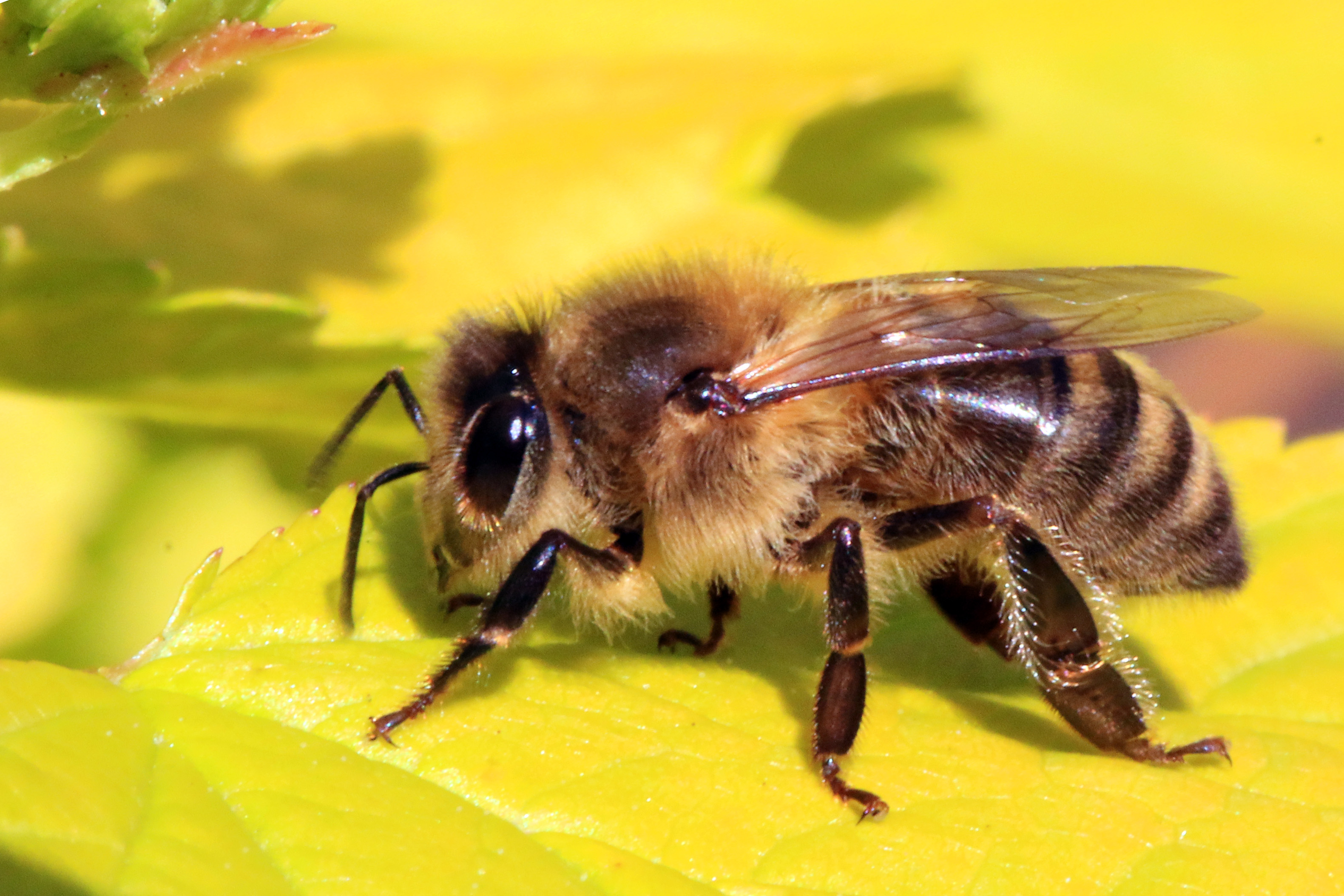 Benefits of Keeping Backyard Bees.