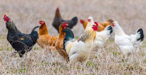 Understanding the​ Social Dynamics of Poultry.