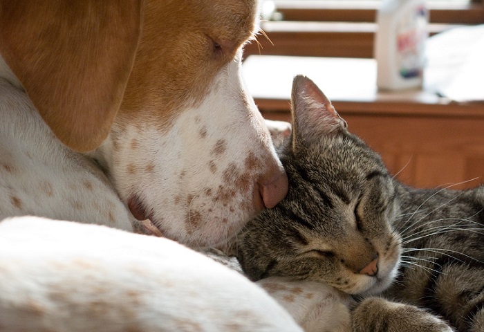 Creating a Safe and Stimulating Environment for Your Beloved Pets