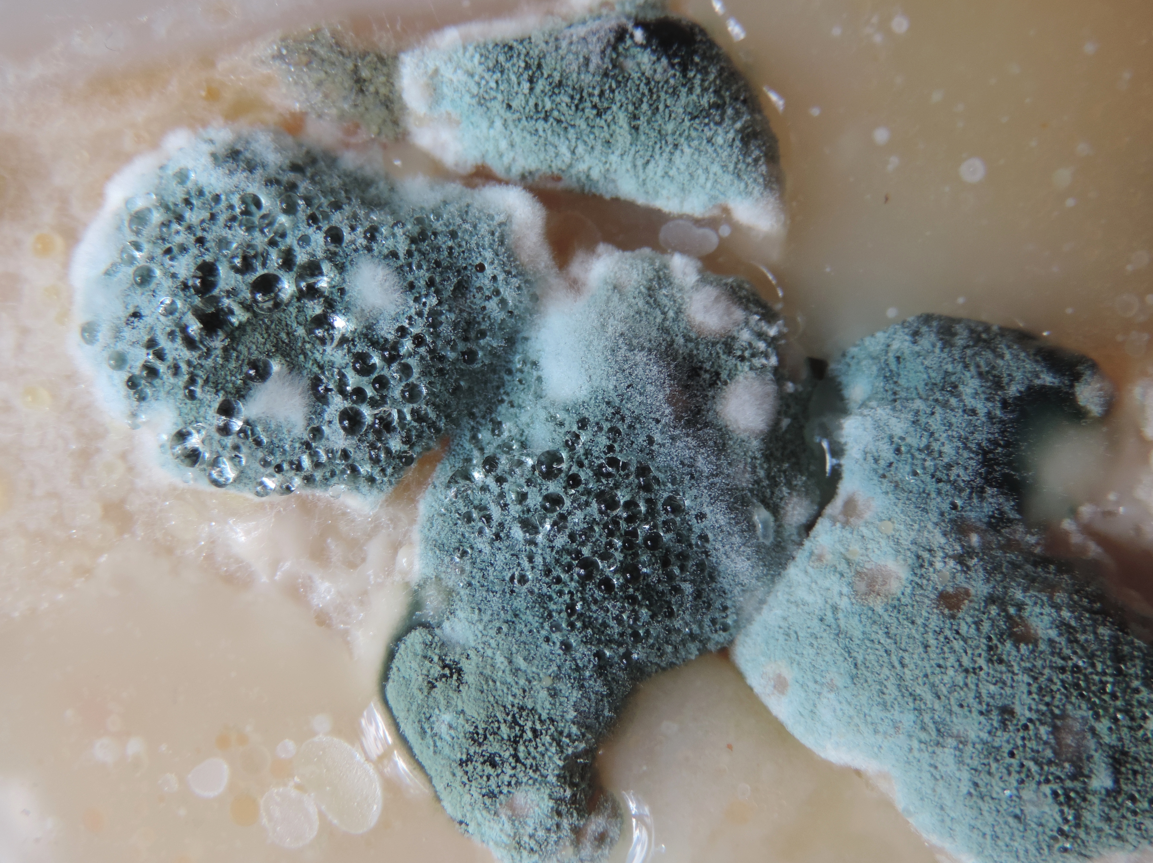 Signs and⁣ Symptoms: Identifying the Presence of Mold in Your Home