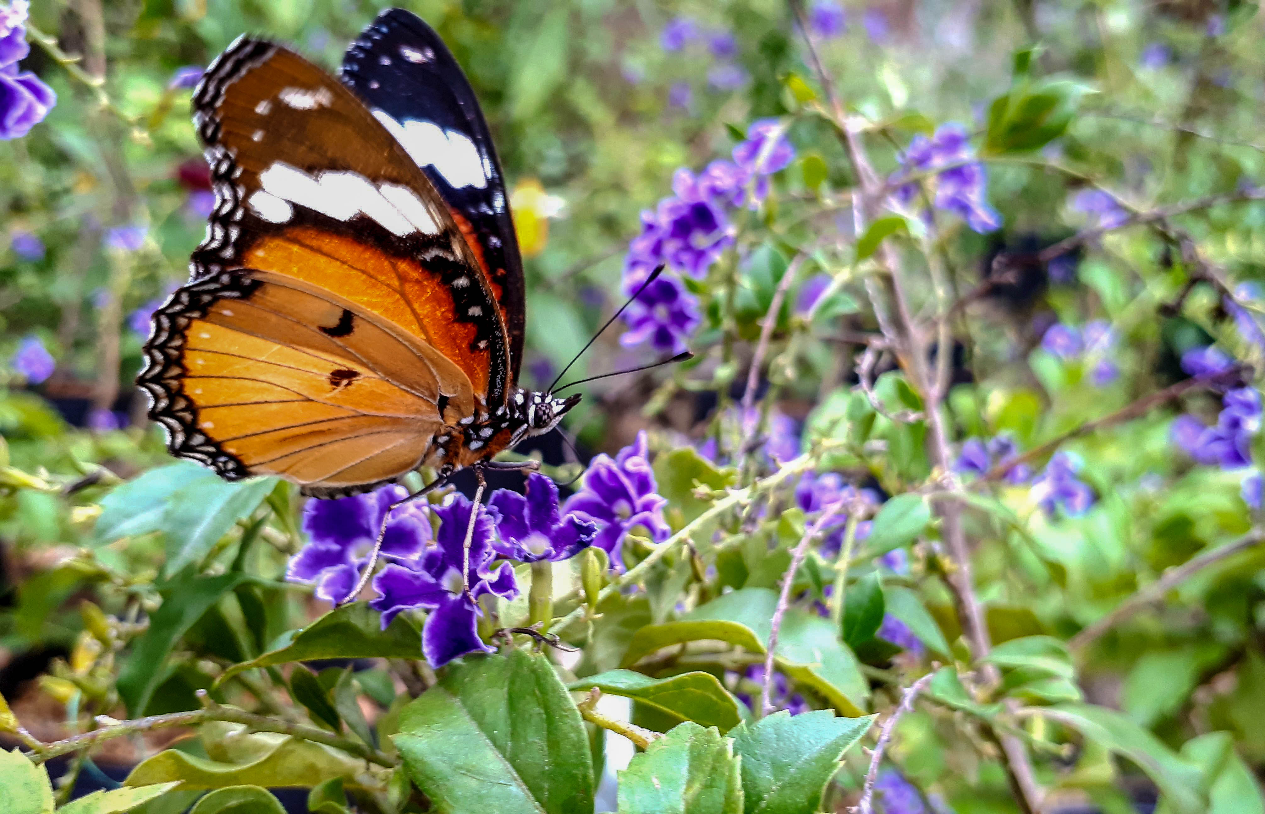 Creating a Magical Haven: Designing Your DIY Butterfly Garden