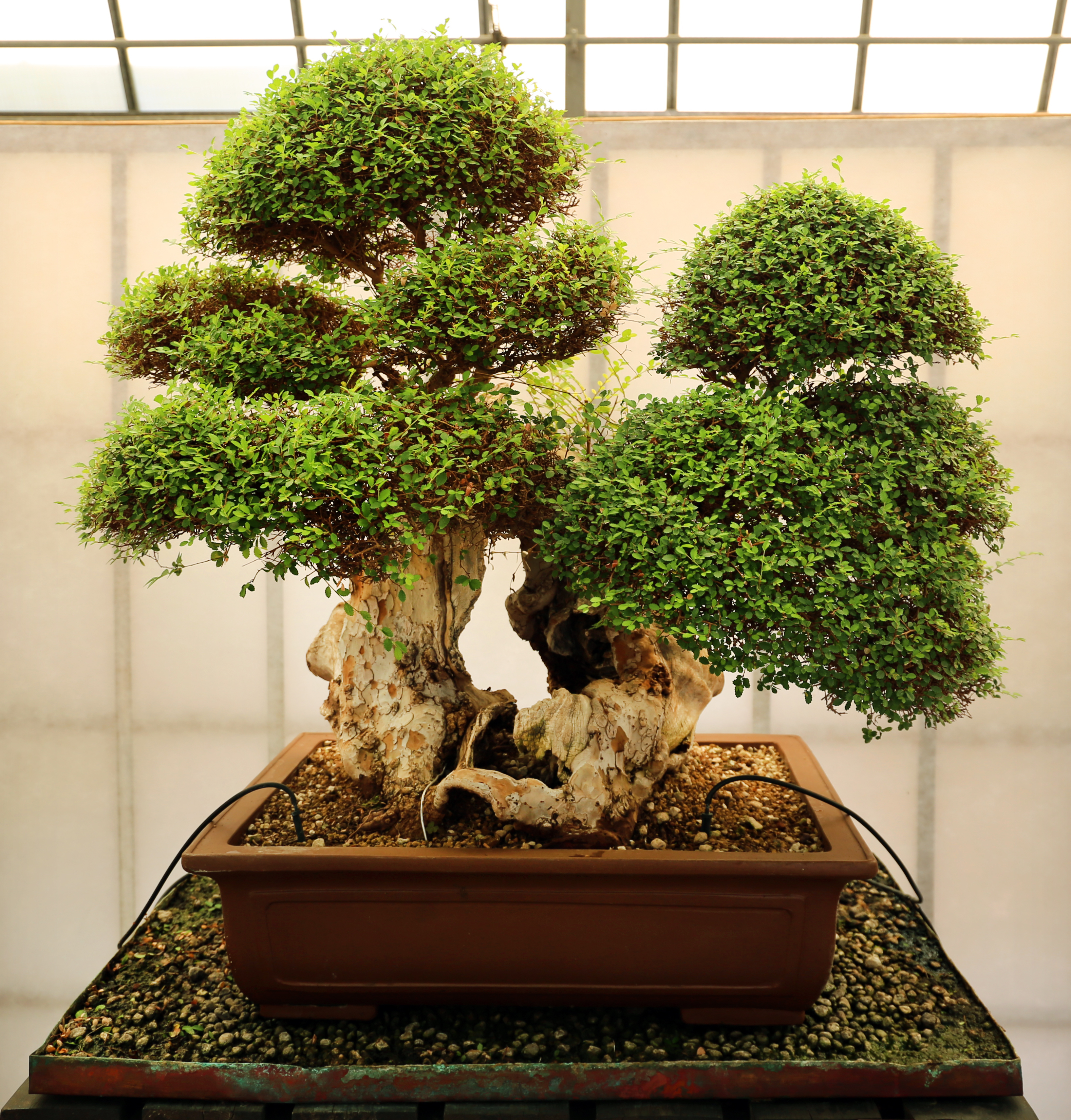 How ‍to grow bonsai ⁤trees?
