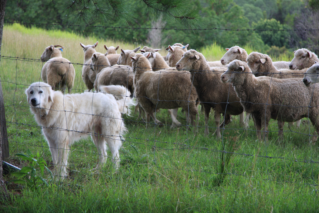 The Guardians ⁤of the Herd: Unleashing the ‌Potential of Livestock Guardian Dogs⁢ for Enhanced Protection
