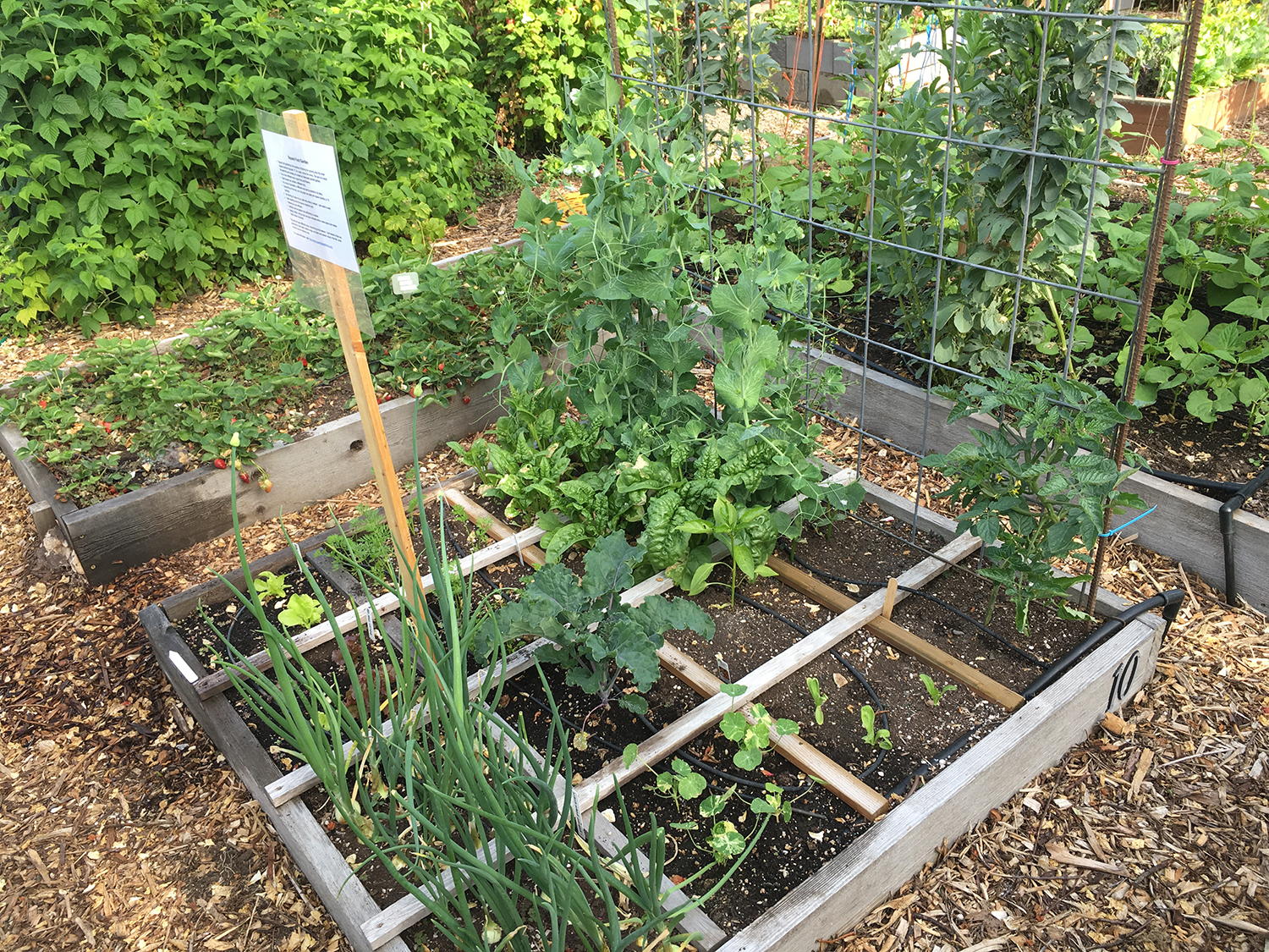 Using Raised Beds in Home Gardening.