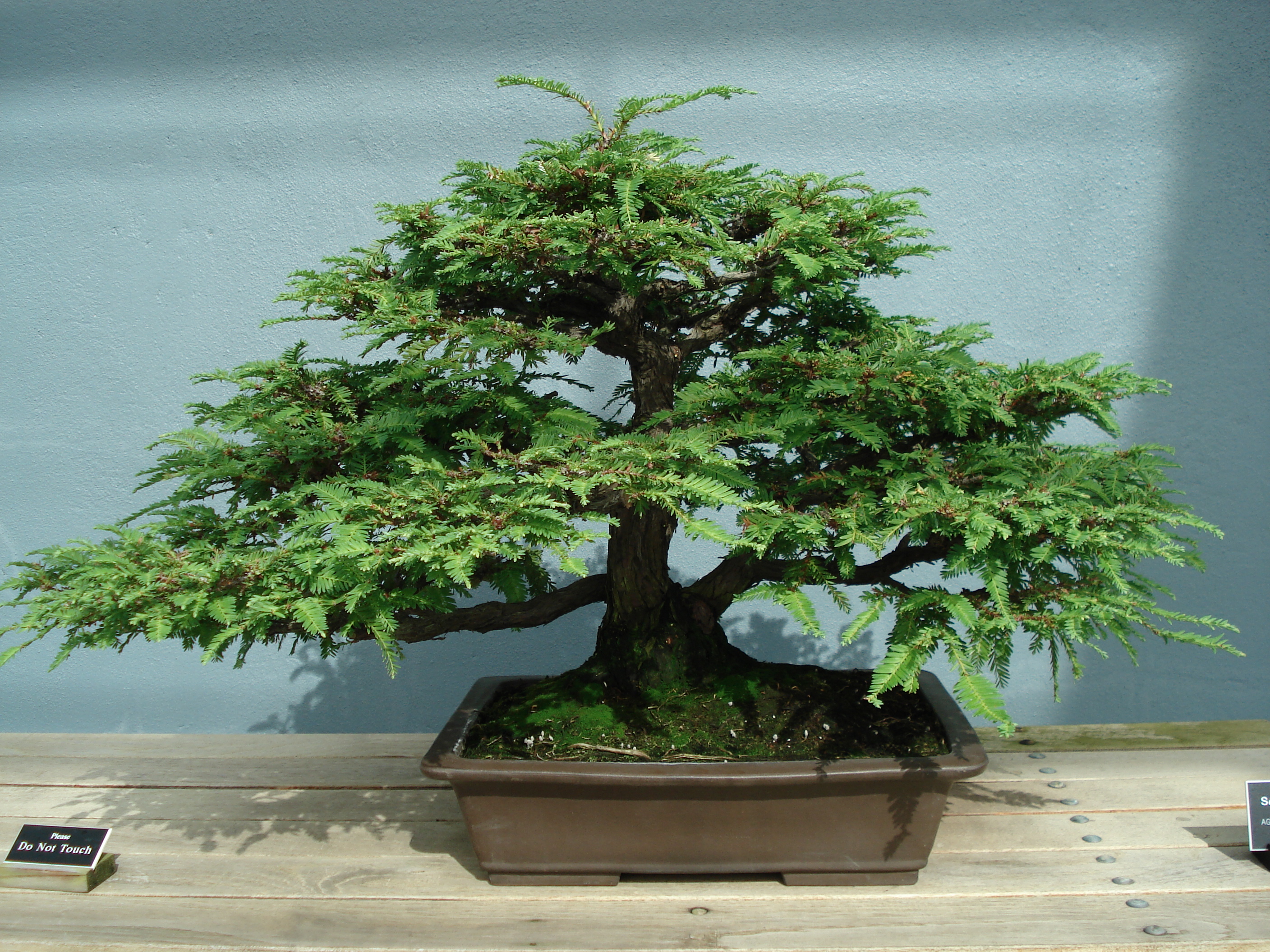 Exploring the Intricate Techniques ⁣and⁣ Pruning Tips for‍ Nurturing ‍Exquisite Bonsai Trees