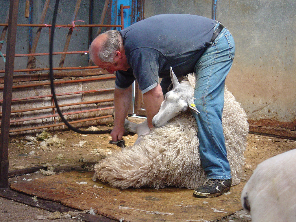 1. Impeccable Shearing: Mastering Fundamental Techniques for a Flawless ​Fleece