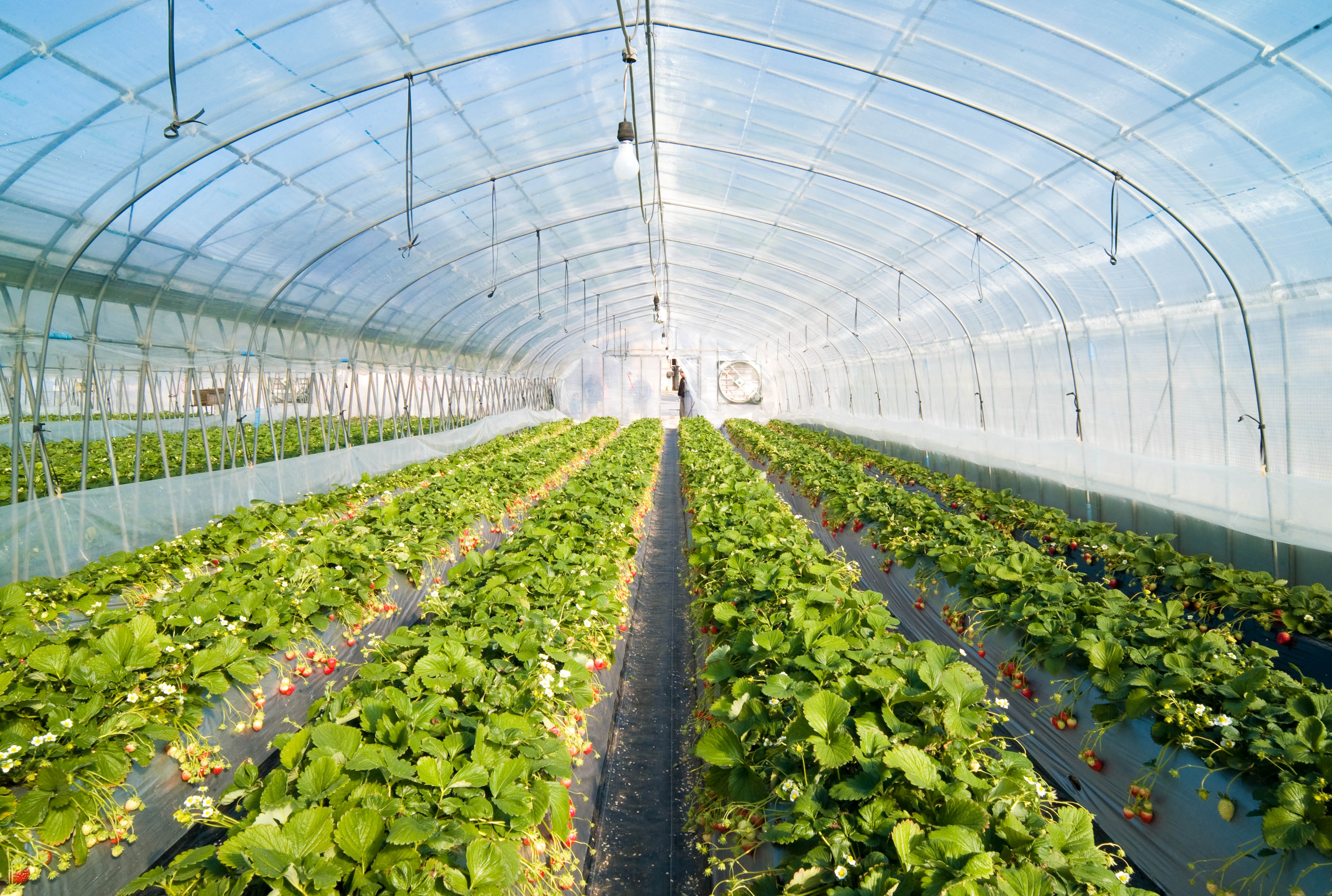 1. Unveiling⁢ the Secret to a Successful Greenhouse Installation: Choosing the Ideal Location, Size, and Design