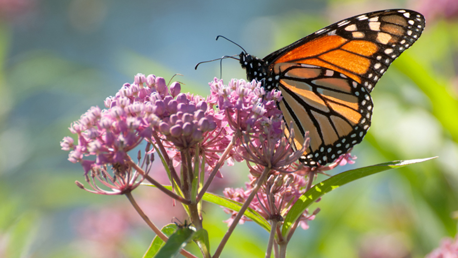 Creating a Haven for Butterflies: Designing a Thriving Environment⁣ for ⁤Your Butterfly Farm